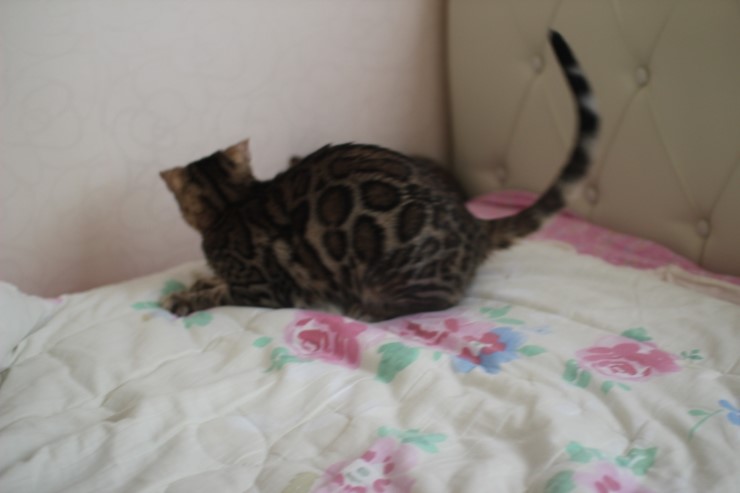 뱅갈고양이 남아 golden rain 입니다~ 관련 이미지 3