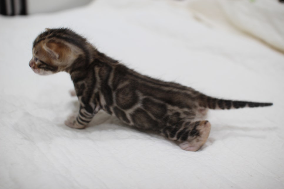 빅로젯이 이쁜 브라운 뱅갈고양이 꼬맹이 남아예요~ 관련 이미지 2