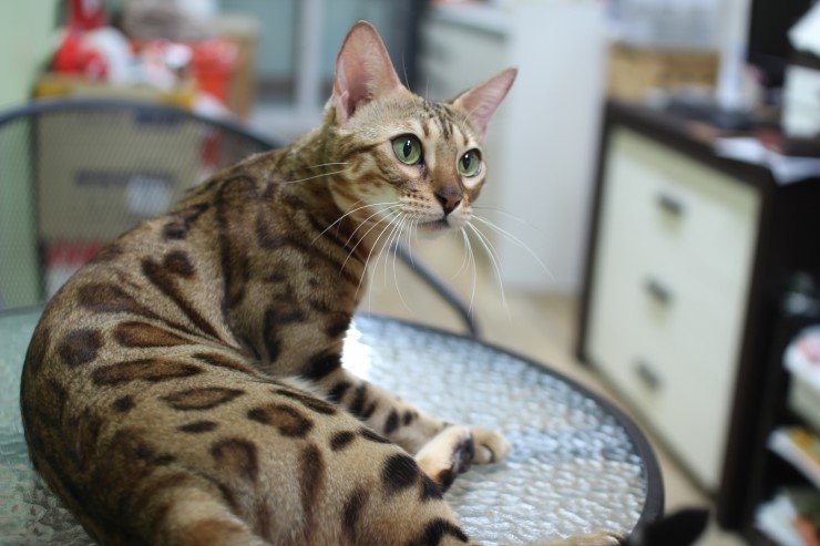 뱅갈고양이,뱅갈고양이 분양,아이들에 평화로운 일상~~~ 관련 이미지 8