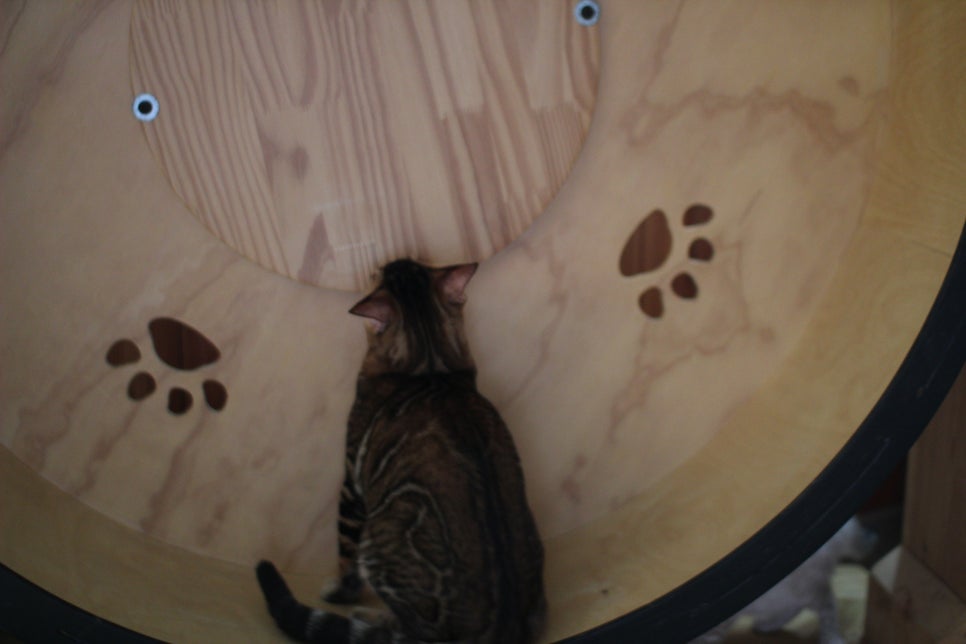 뱅갈고양이 남아 원탑군 완벽 적응후 한컷~ 관련 이미지 7