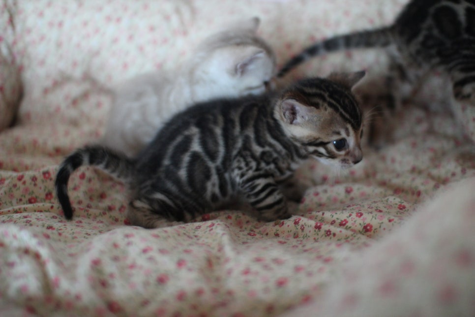 뱅갈고양이 꼬맹이들 사진전 ㅎㅎ 관련 이미지 27