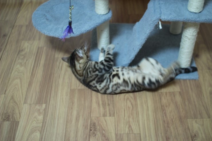 뱅갈고양이 장고 신났네요 ㅎㅎㅎ 관련 이미지 14