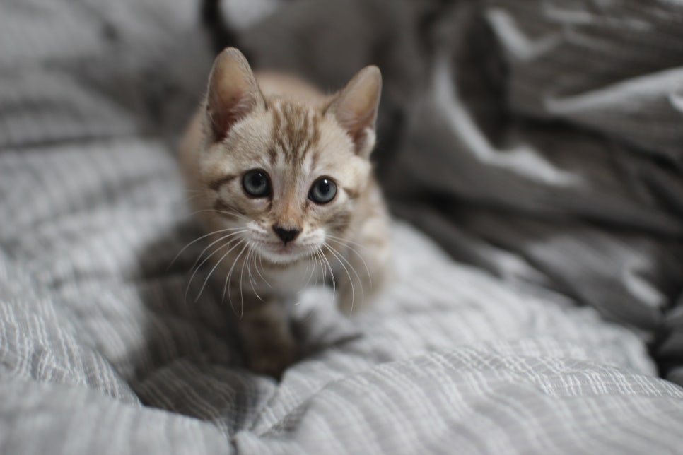 실밍크뱅갈고양이 여아 드림이 분양합니다~ 관련 이미지 2