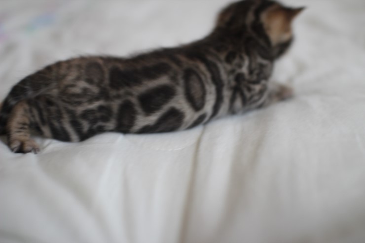 뱅갈고양이 남매 오늘 모습 입니다~ 관련 이미지 11