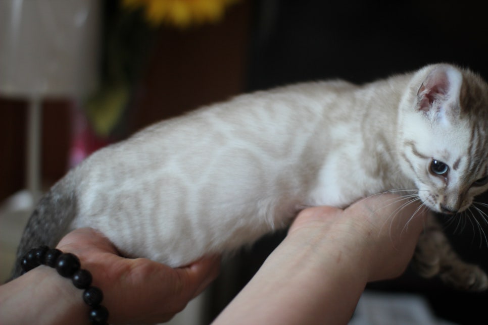 소유뱅갈고양이 캐터리 꼴통 킹 입니다~ 관련 이미지 3