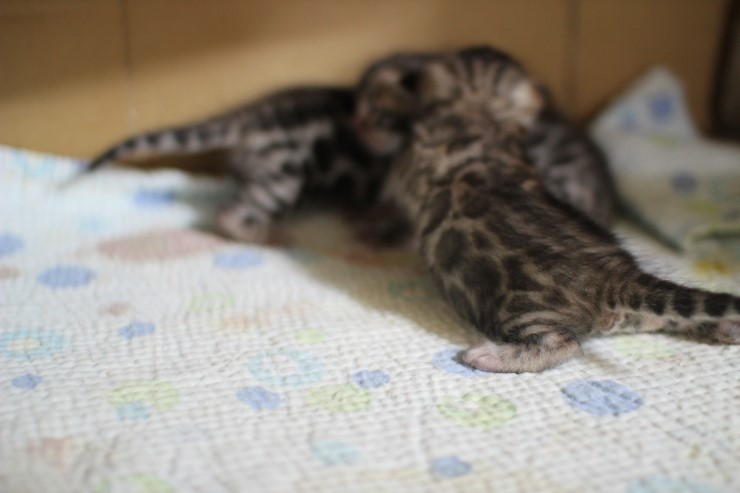 뱅갈고양이 꼬맹이들 눈도 뜨고 걸음마 연습하고 있어요^^ 관련 이미지 10