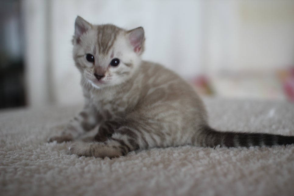 스노우 뱅갈고양이 꼬맹이 너무 이뻐요^^ 관련 이미지 12