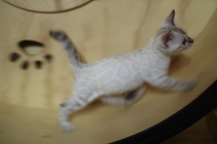 스노우 뱅갈고양이 흰둥아 달려라~ 관련 이미지 5