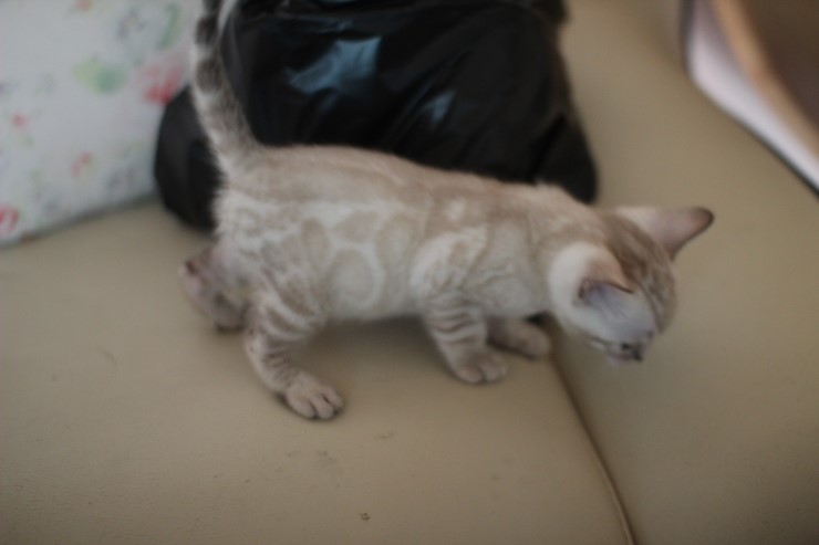해외로 예약된 뱅갈고양이 삼총사~ 관련 이미지 6