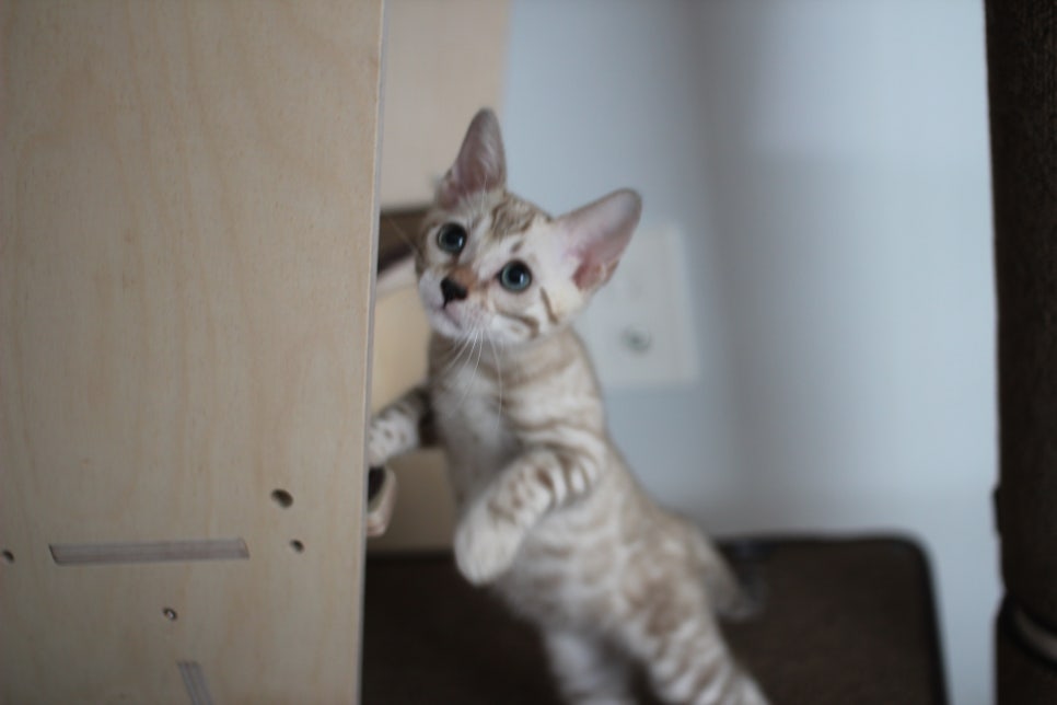 요정같이 생긴 실밍크뱅갈고양이 여아 분양해요~ 관련 이미지 4