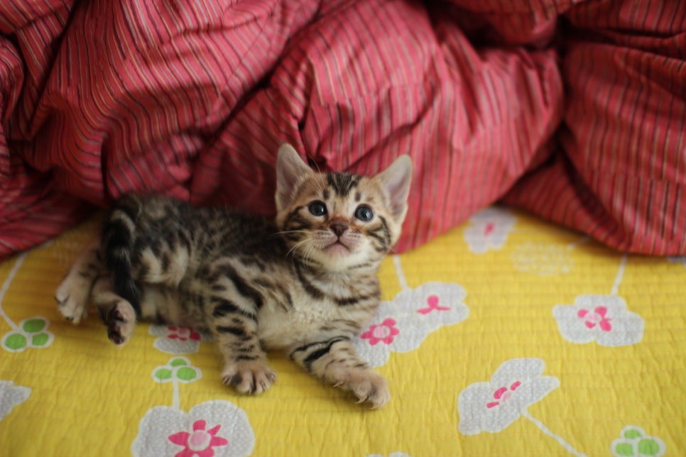 뱅갈고양이 여아 분양중 입니다~ 관련 이미지 4