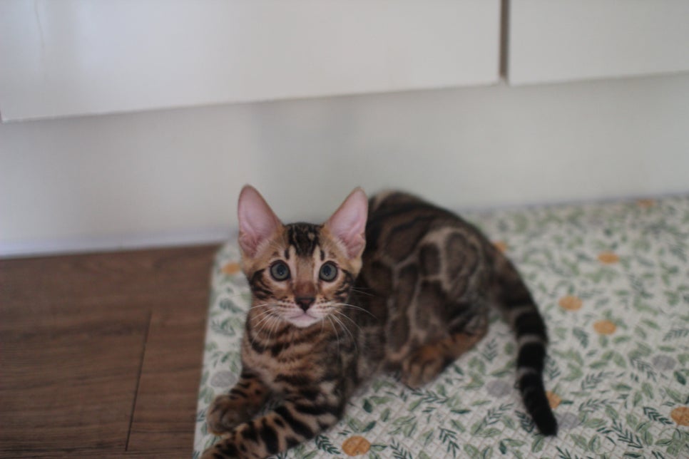 뱅갈고양이 강아지들 등장이요~~ 관련 이미지 7