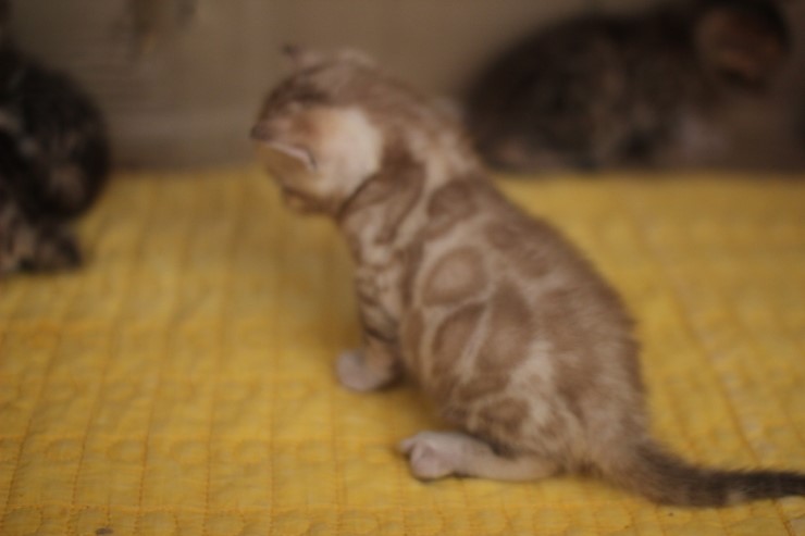 스노우 밍크 뱅갈고양이 남아예요. 관련 이미지 8