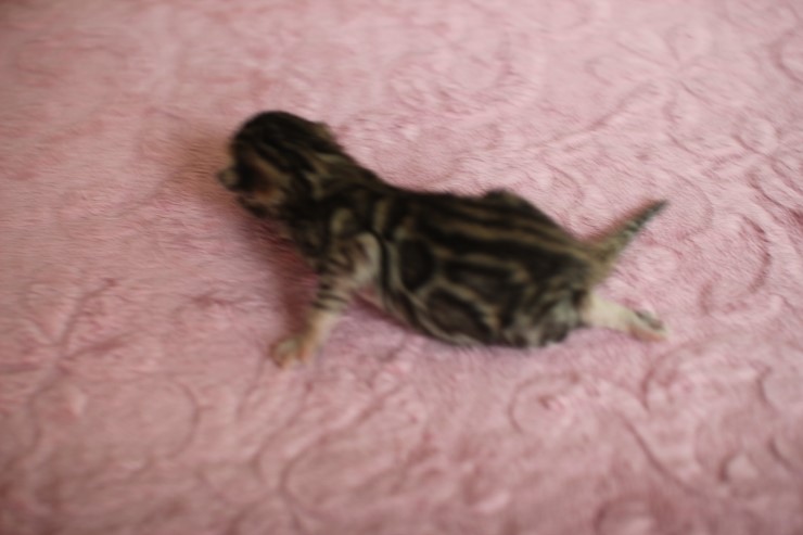 수출 진행중인 뱅갈고양이 여아예요~ 관련 이미지 3