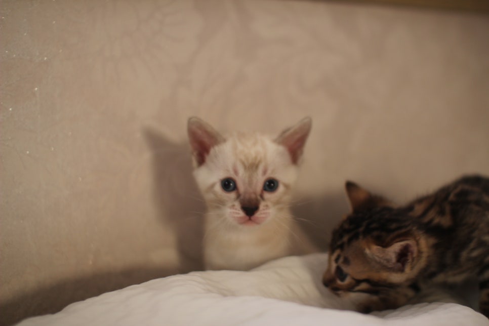 스노우뱅갈고양이 꼬맹이들 분양해요~ 관련 이미지 16