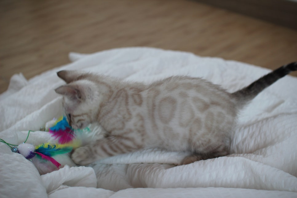 빅로젯 실밍크 뱅갈고양이 남아예요 관련 이미지 8