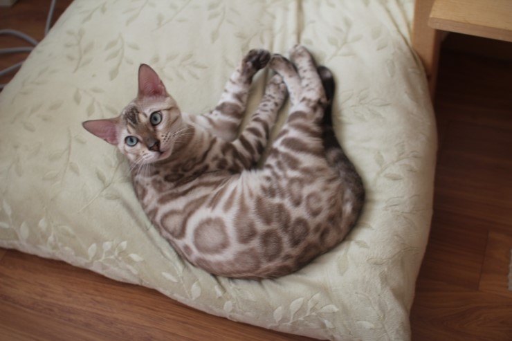 소유캐터리 종묘 뱅갈고양이 남아 영웅이와 레인이예요~ 관련 이미지 2