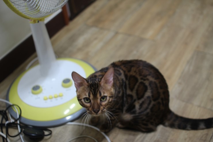 뱅갈고양이,뱅갈고양이 분양.아이들 오늘은 안방에서 놀아요~~~ 관련 이미지 5