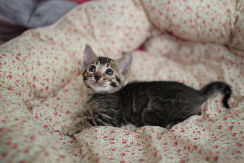 뱅갈고양이 여아1 분양해요~ 관련 이미지 4