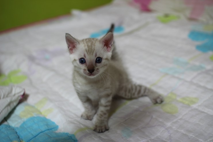 실링스 스노우 뱅갈고양이 남아예요~ 관련 이미지 5