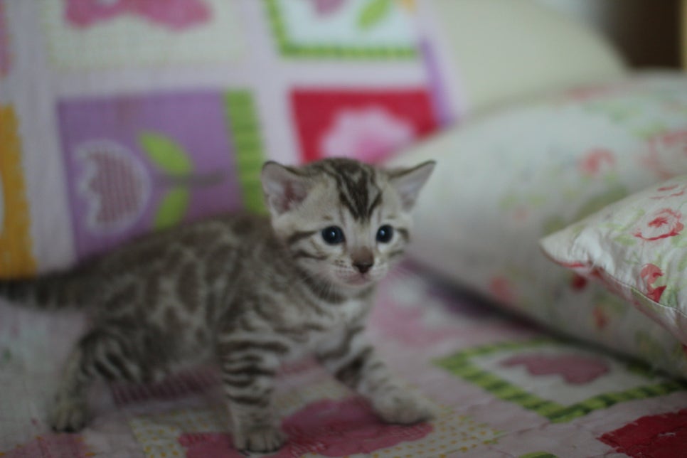 앙증,깜찍 스노우 뱅갈고양이 꼬맹이들~~ 관련 이미지 4