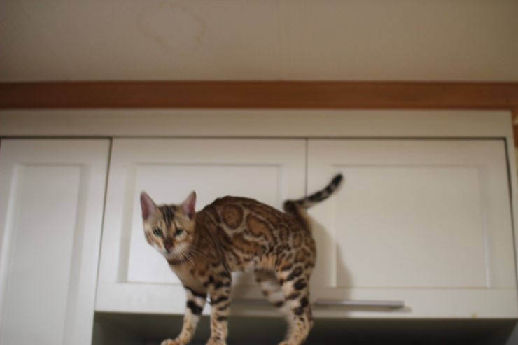 소유뱅갈고양이 캐터리 스텔라~ 관련 이미지 10