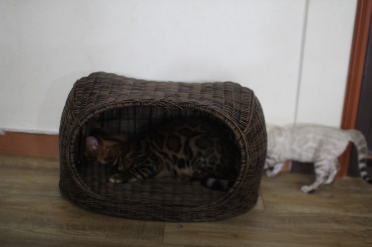 뱅갈고양이,뱅갈고양이 분양, 링컨이에 껌딱지 뱅갈고양이 초아~~~~ 관련 이미지 4