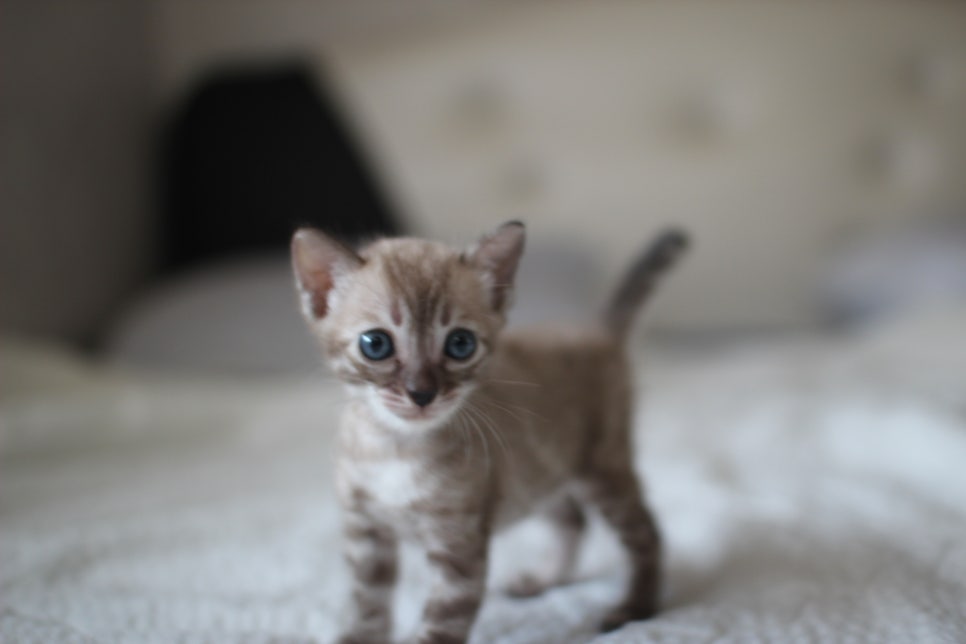 밍크차콜 뱅갈고양이 남아 순둥이로 성장중~ 관련 이미지 1