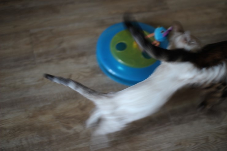 뱅갈고양이,뱅갈고양이 분양,닭고기는 마니커~~~ 관련 이미지 3