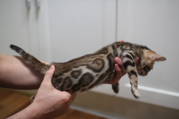 뱅갈고양이 예약된 여아들 입니다. 관련 이미지 2