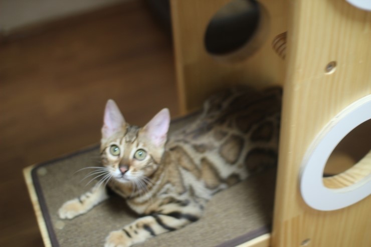 뱅갈고양이 키퍼 여아들~ 관련 이미지 9