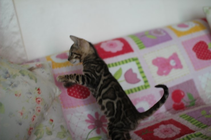 멋지게 성장중인 브라운 뱅갈고양이 남아예요. 관련 이미지 7