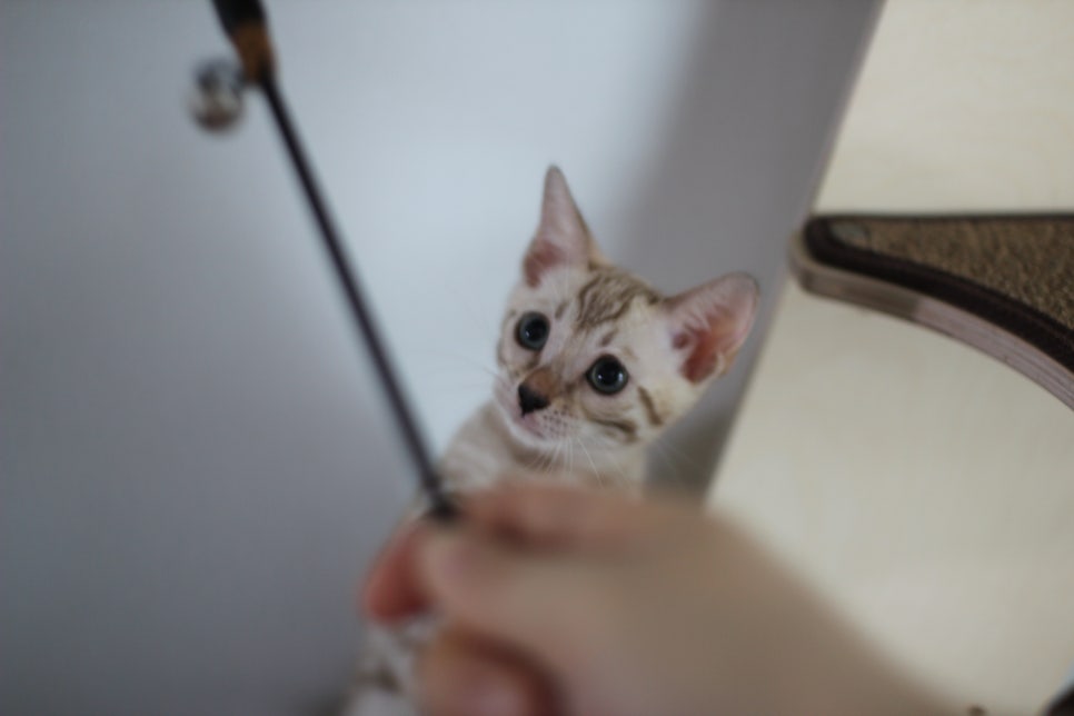 요정같이 생긴 실밍크뱅갈고양이 여아 분양해요~ 관련 이미지 12