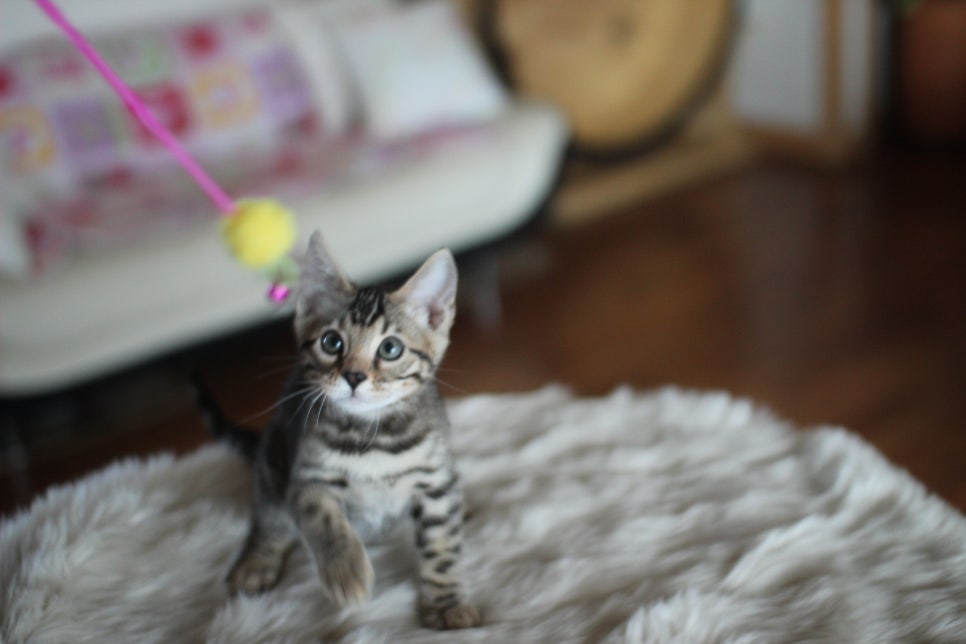 뱅갈고양이분양 멋진 빅로젯 아이들~ 관련 이미지 28