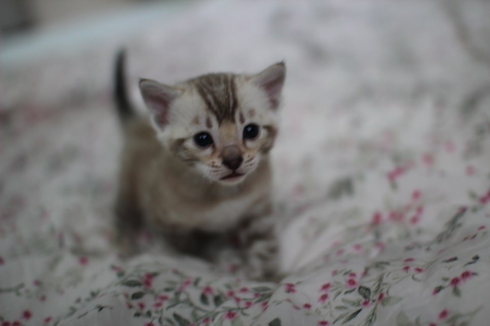 포동포동 성격좋은 건강한 실밍크뱅갈고양이 남아 분양해요~ 관련 이미지 1