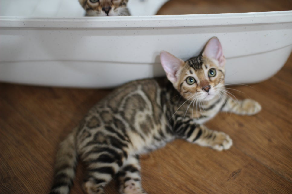 브라운 뱅갈고양이 분양중인 여아예요 관련 이미지 2