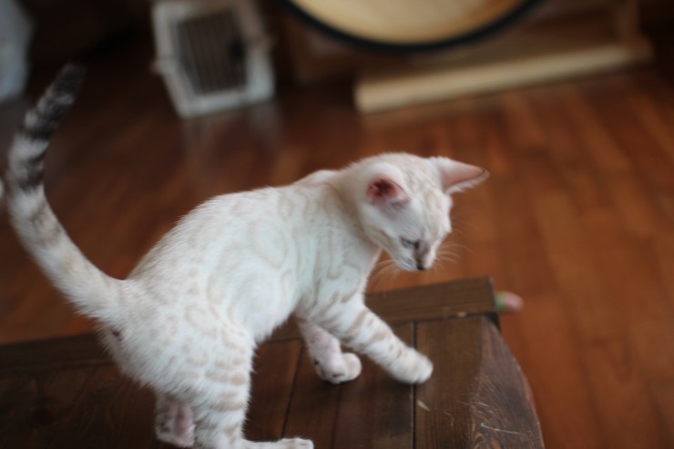 뱅갈고양이 꼬맹이들 생식이 좋아요~ 관련 이미지 13
