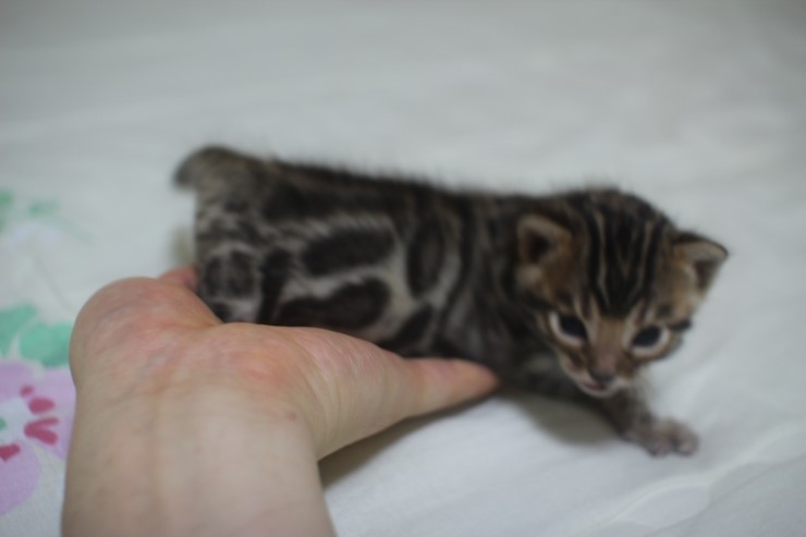 뱅고양이 남매예요~ 관련 이미지 13