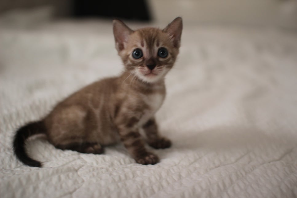 밍크차콜 뱅갈고양이 남아 많이 컸죠??? 관련 이미지 1