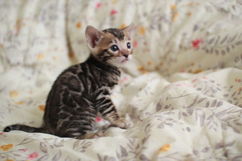 순둥이 개냥이 뱅갈고양이 남아 분양해요~ 관련 이미지 6