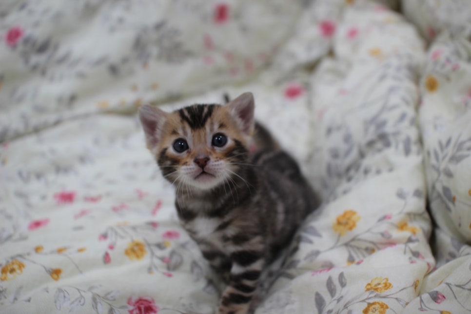 멋진 빅로젯에 뱅갈고양이 분양 합니다~ 관련 이미지 3