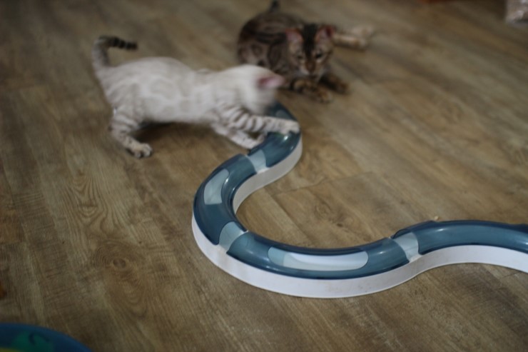 뱅갈고양이,뱅갈고양이분양,청소후 한컷~~~ 관련 이미지 5