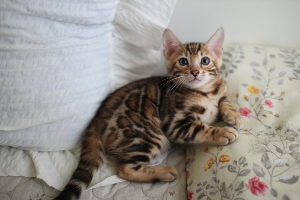 애교만점 개냥이 뱅갈고양이 남아 순둥군 분양해요~ 관련 이미지 5