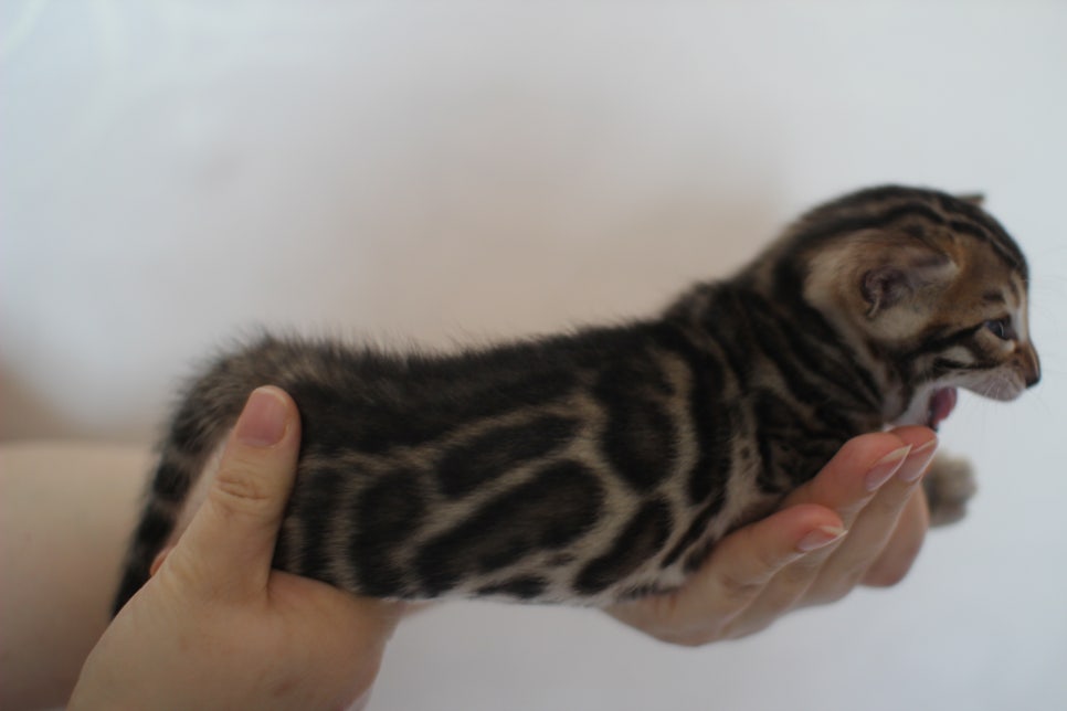 빅로젯 뱅갈고양이 삼형제예요~ 관련 이미지 10