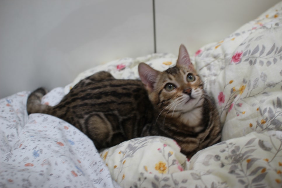 포동포동 귀염둥이 뱅갈고양이 남아예요~ 관련 이미지 5