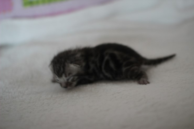 소유뱅갈고양이 캐터리 키튼들 입니다~ 관련 이미지 14