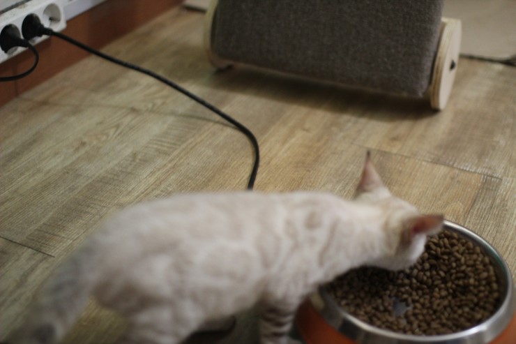 스노우 뱅갈고양이가 저희집 새식구가 됬어요... 관련 이미지 3