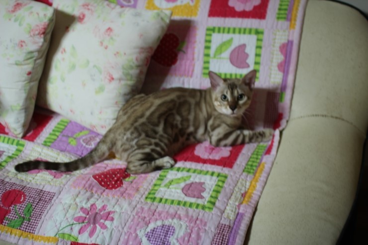 실밍크 뱅갈고양이 킹이예요~~ 관련 이미지 16