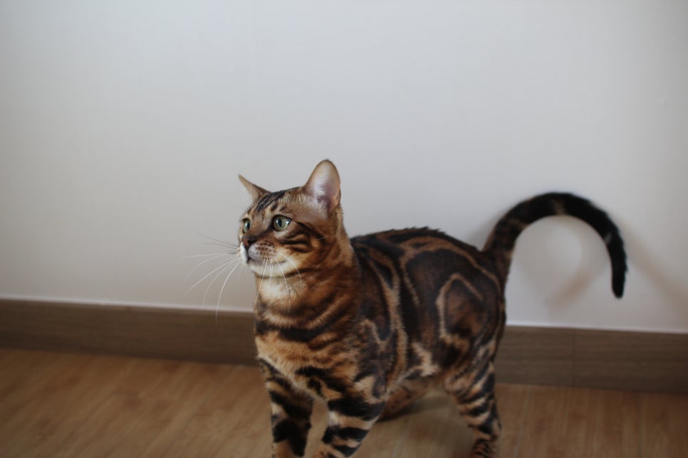 스파블 뱅갈고양이 블랙홀 새집에서 한컷 관련 이미지 8