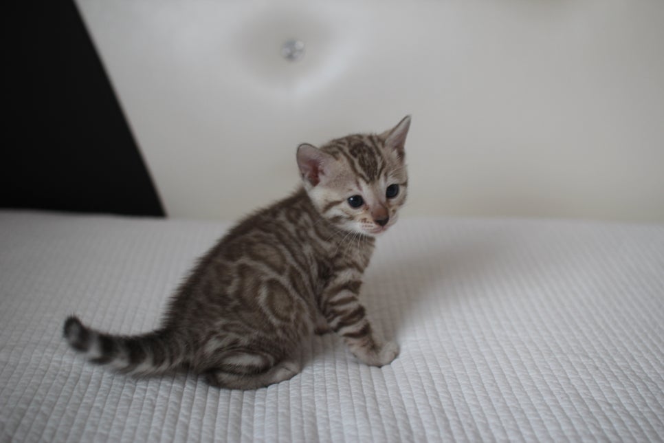 실밍크뱅갈고양이 여아2 예약분양 합니다~ 관련 이미지 4